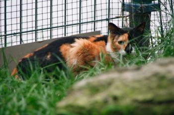Bild von Arlequina