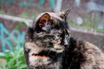 Misako Bild von Misako