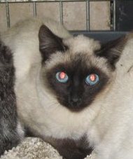 Bild von Pelus