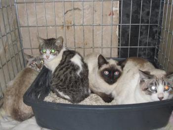 Bild von Pelus
