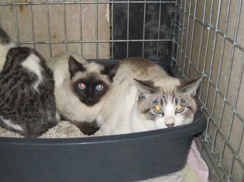 Bild von Pelus