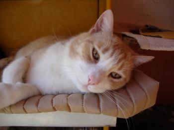 Balu 5221 Bild von Balu 5221