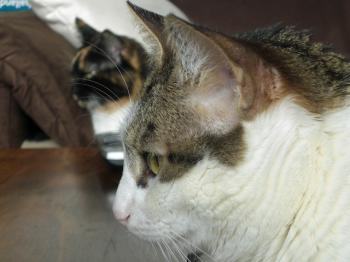 Tigris Bild von Tigris