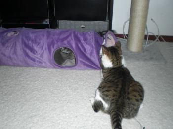 Tigris Bild von Tigris