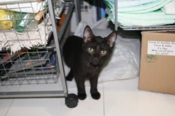 Hollin Bild von Hollin