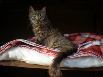 Bild von Canela