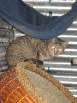Bild von Suzette