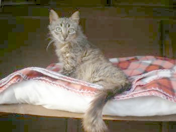 Bild von Canela