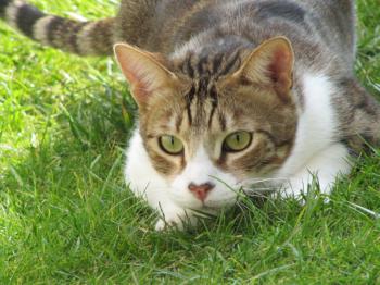 Hansel Bild von Hansel