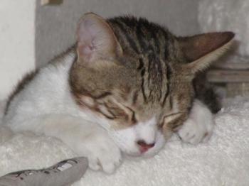 Hansel Bild von Hansel