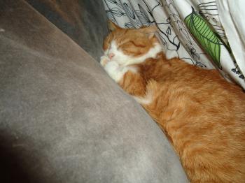 Judith Bild von Judith