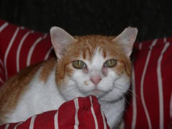 Bild von Cloe