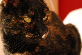 Casey Bild von Casey