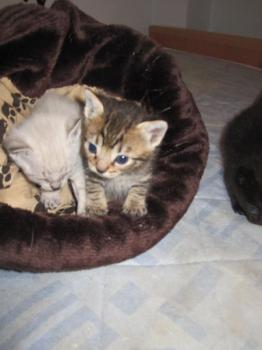 Mama Babies Bild von Melia