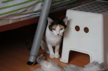 Bild von Picasa