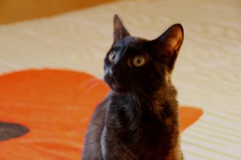 Bild von Minigo
