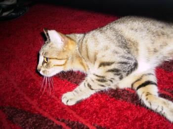 Tanit Bild von Tanit