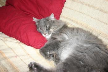Moris Bild von Moris