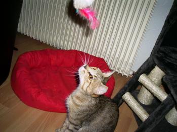 Tanit Bild von Tanit