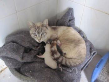 Mama Babies Bild von Mami-Buena