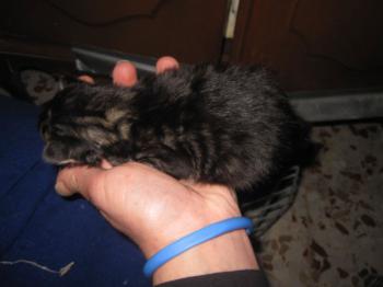 Tigger Bild von Tigger
