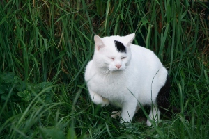 Suiss Bild von Suiss