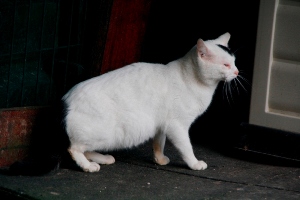 Suiss Bild von Suiss