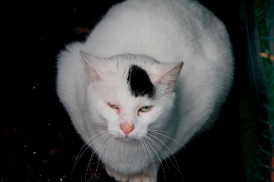 Suiss Bild von Suiss