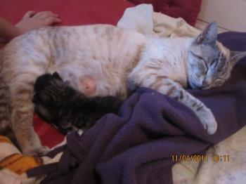 Mama Babies Bild von Mami-Buena