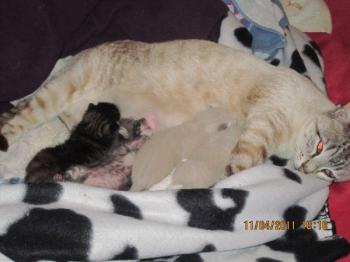 Mama Babies Bild von Mami-Buena