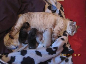 Mama Babies Bild von Mami-Buena