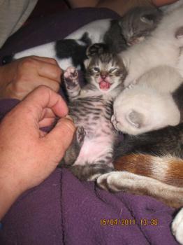 Mama Babies Bild von Mami-Buena