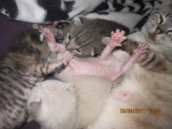 Mama Babies Bild von Mami-Buena
