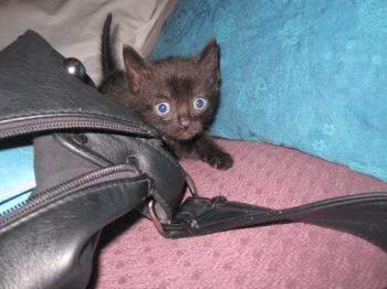 Bild von Bagheera