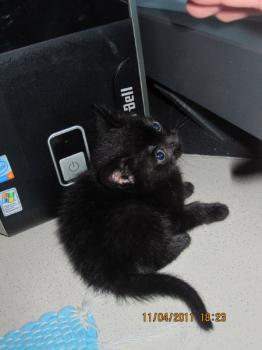 Bild von Bagheera