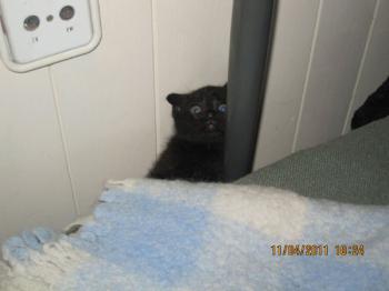 Bild von Bagheera