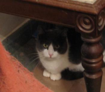 Vivi Bild von Vivi