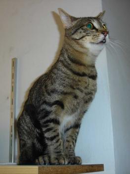 Chatri Bild von Chatri