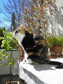 Noe Bild von Noe