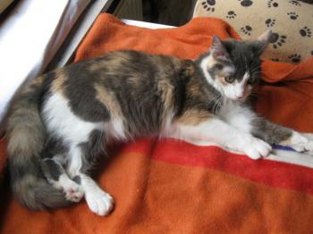 Bild von Trikinina