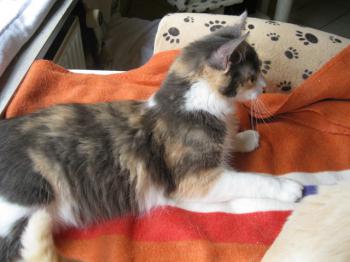 Bild von Trikinina