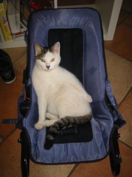 Bild von Indira