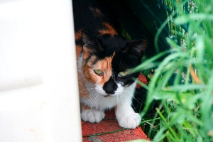 Bild von Arlequina
