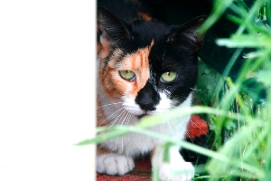 Bild von Arlequina