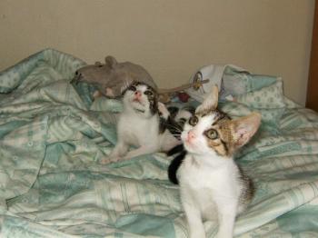 Pini und Pon Bild von Pini