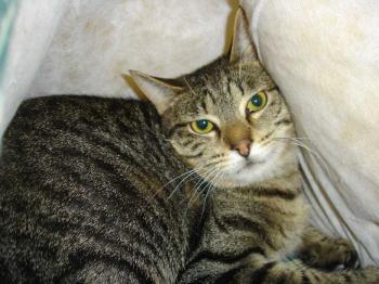 Chatri Bild von Chatri