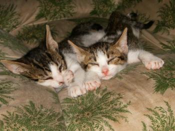 Pini und Pon Bild von Pini