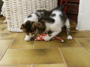 Pini und Pon Bild von Pini