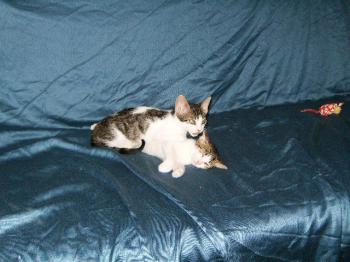 Pini und Pon Bild von Pini