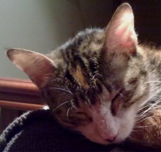 Arizona Baby Bild von Arizona Baby